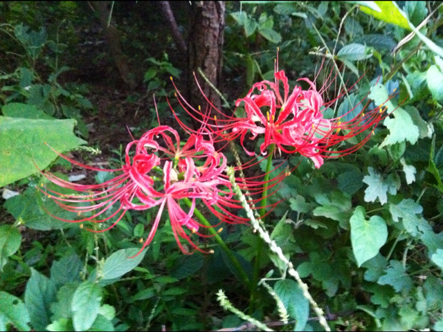 f:id:MaoLamdo:20140903102107j:plain f:id:MaoLamdo:20140903102107j:plain