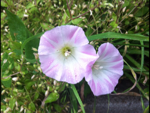 f:id:MaoLamdo:20140903103114j:plain f:id:MaoLamdo:20140903103114j:plain