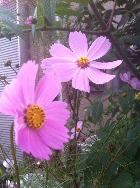 f:id:MaoLamdo:20140903103846j:plain f:id:MaoLamdo:20140903103846j:plain