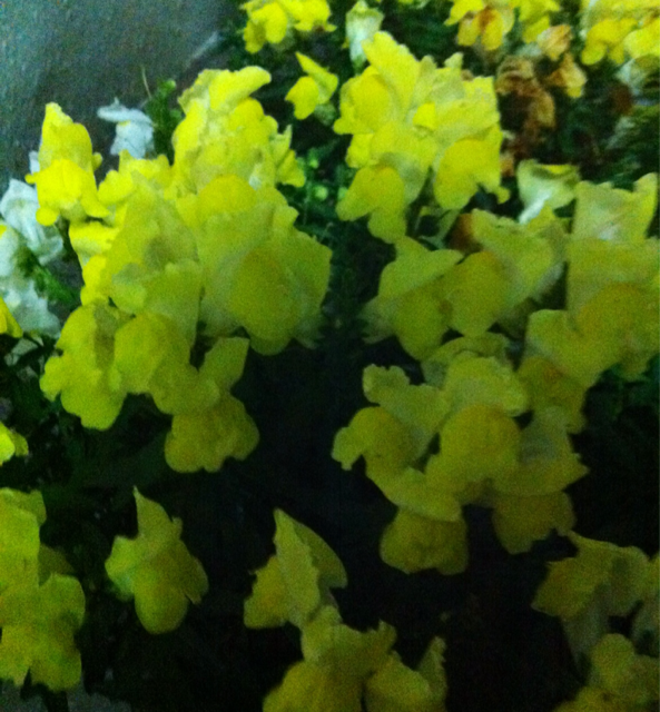f:id:MaoLamdo:20140903153308j:plain f:id:MaoLamdo:20140903153308j:plain