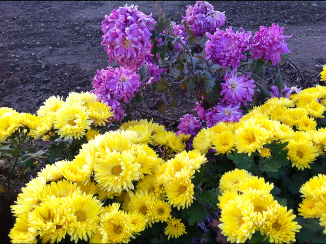f:id:MaoLamdo:20140903153439j:plain f:id:MaoLamdo:20140903153439j:plain