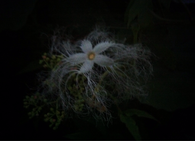f:id:MaoLamdo:20140903154537j:plain f:id:MaoLamdo:20140903154537j:plain