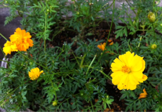 f:id:MaoLamdo:20141030205455j:plain f:id:MaoLamdo:20141030205455j:plain