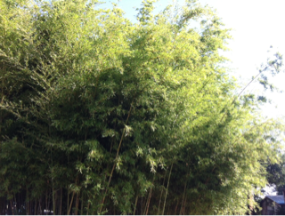 f:id:MaoLamdo:20141030233026j:plain f:id:MaoLamdo:20141030233026j:plain