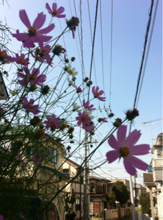 f:id:MaoLamdo:20141031010946j:plain f:id:MaoLamdo:20141031010946j:plain