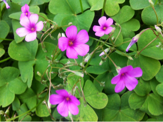 f:id:MaoLamdo:20141031013446j:plain f:id:MaoLamdo:20141031013446j:plain