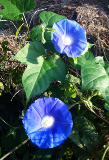 f:id:MaoLamdo:20141031013606j:plain f:id:MaoLamdo:20141031013606j:plain