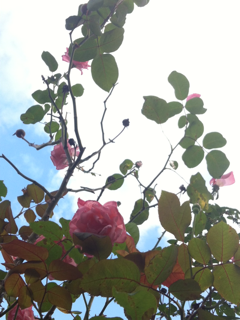 f:id:MaoLamdo:20141031014139j:plain f:id:MaoLamdo:20141031014139j:plain