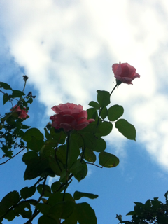 f:id:MaoLamdo:20141031023754j:plain f:id:MaoLamdo:20141031023754j:plain
