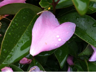 f:id:MaoLamdo:20141207234420j:plain f:id:MaoLamdo:20141207234420j:plain