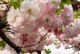 f:id:MaoLamdo:20150423085318j:plain f:id:MaoLamdo:20150423085318j:plain