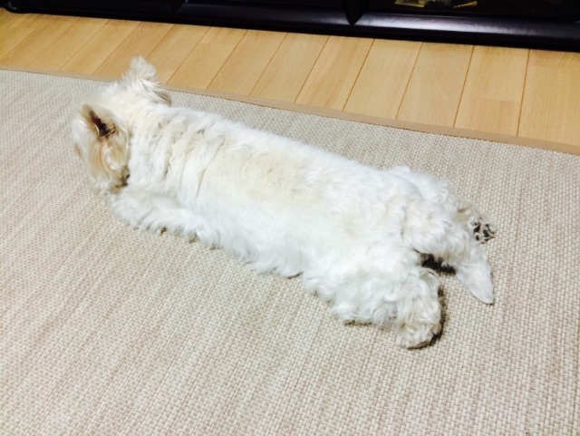 f:id:Matsuriame:20150725125816j:image f:id:Matsuriame:20150725125816j:image