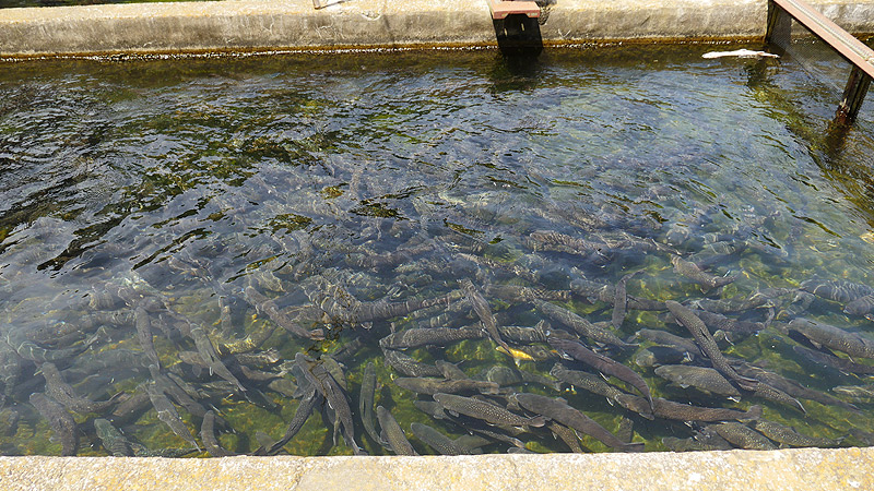 f:id:Meshi2_IB:20150726200535j:plain