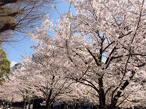 f:id:Meshi2_IB:20151025182922j:plain