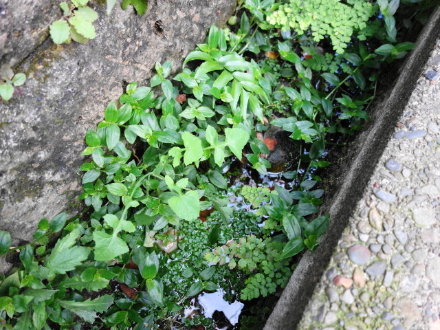 f:id:Meshi2_Writer:20151125124235j:plain