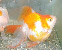 f:id:Mistclast:20160719192135j:plain f:id:Mistclast:20160719192135j:plain