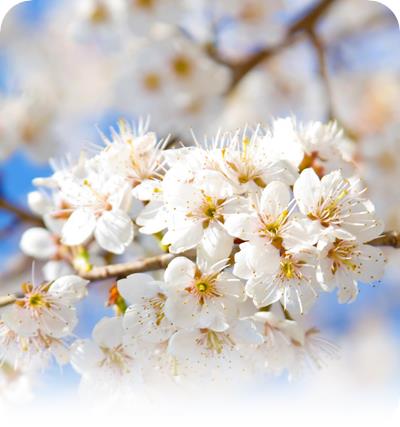 f:id:MossanJP:20160415000732j:plain f:id:MossanJP:20160415000732j:plain