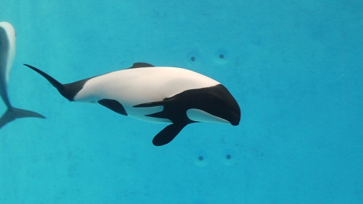 個別「[イロワケイルカ][マイルカ科][クジラ偶蹄目][哺乳類][鳥羽水族館]」の写真、画像 クジラ偶蹄目 MrF's fotolife