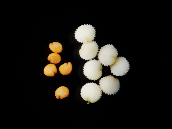 f:id:MusiKure:20130225110549j:plain f:id:MusiKure:20130225110549j:plain