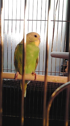 f:id:NARASIGE:20090413054326j:image f:id:NARASIGE:20090413054326j:image