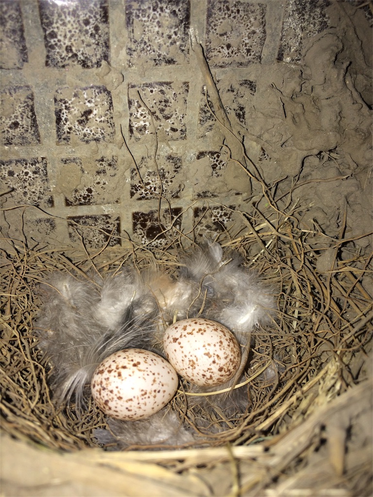 f:id:NERONGA:20160519234500j:image f:id:NERONGA:20160519234500j:image