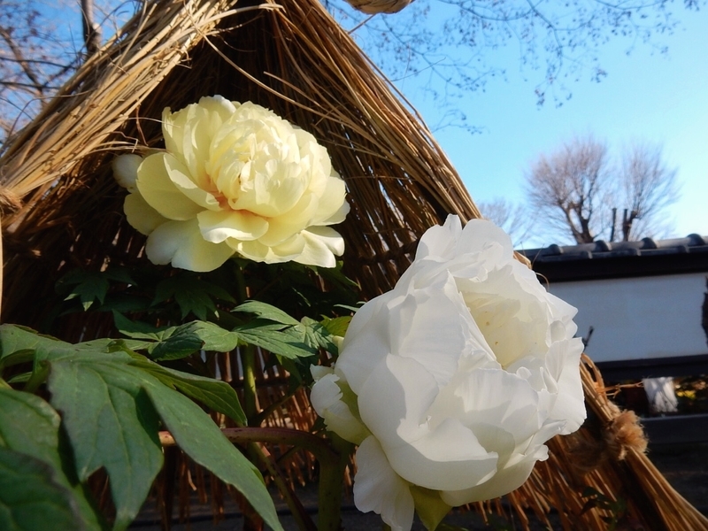 f:id:Nakano_Hitsuji:20190118115718j:image