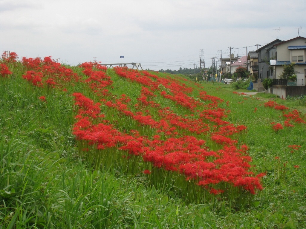 f:id:Nancylucci:20150917222157j:image f:id:Nancylucci:20150917222157j:image