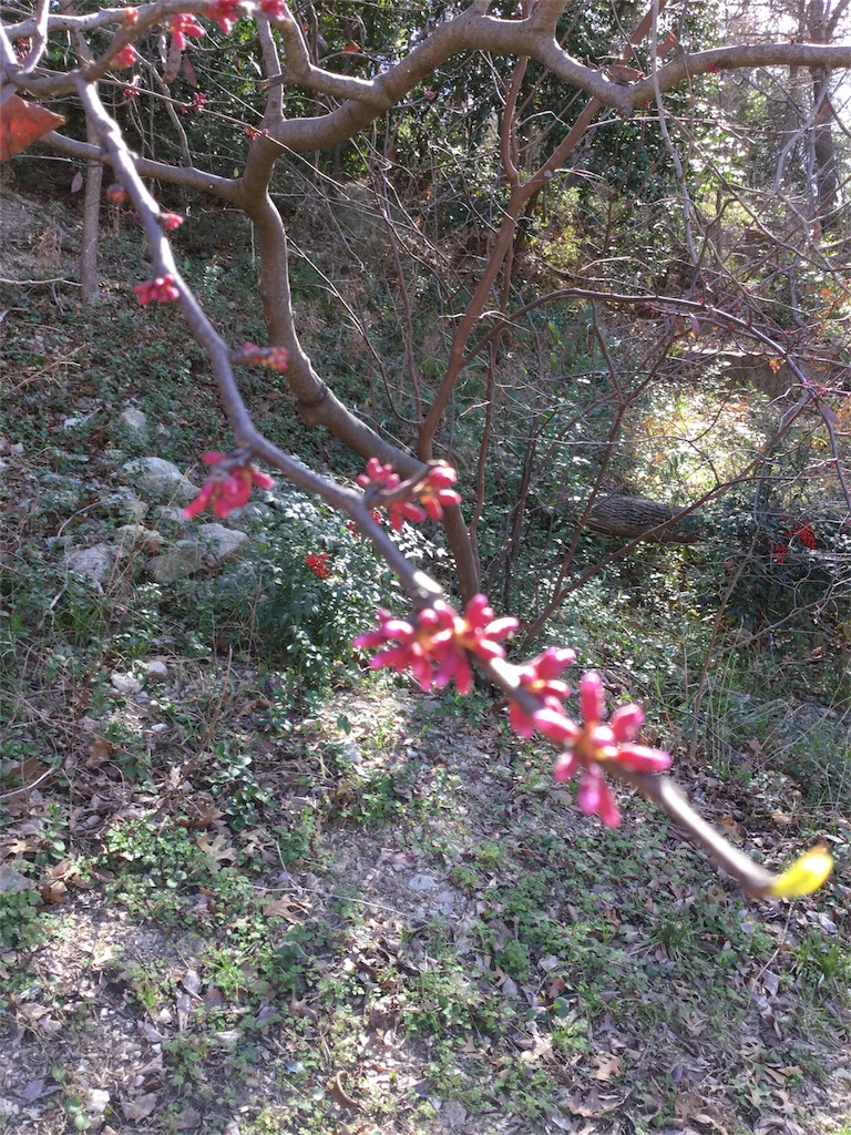 f:id:Nancylucci:20160217064539j:image f:id:Nancylucci:20160217064539j:image
