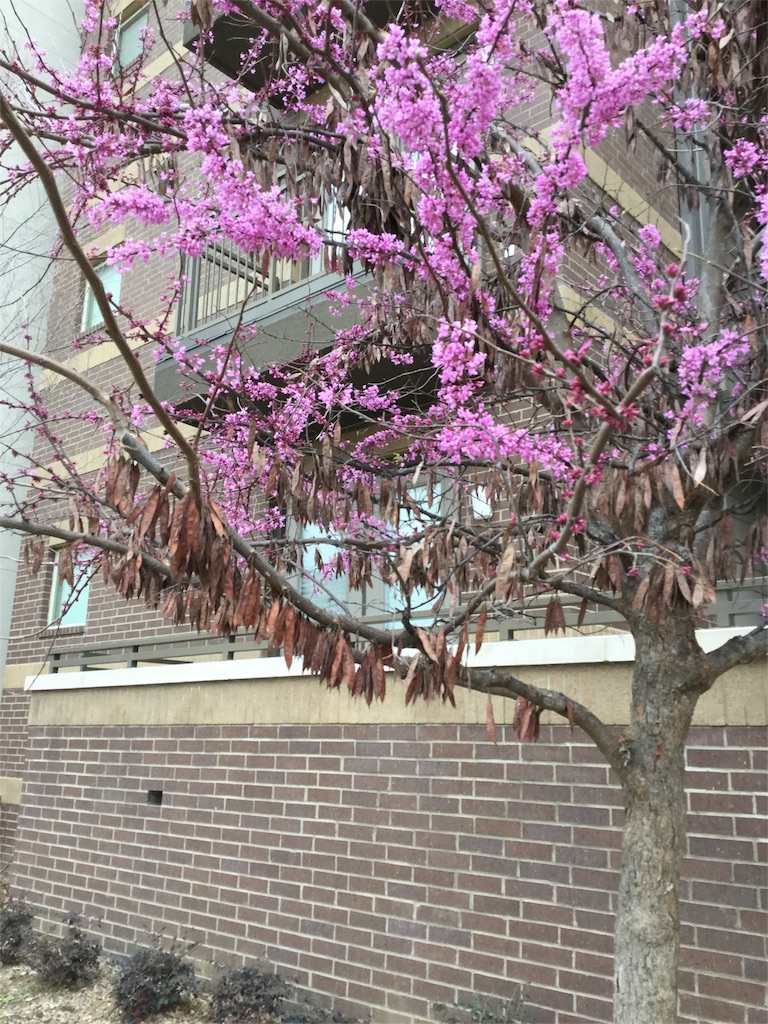 f:id:Nancylucci:20160305112530j:image f:id:Nancylucci:20160305112530j:image