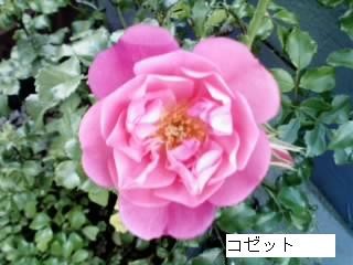 f:id:Nishimura_Rose_Garden:20080528175413j:image f:id:Nishimura_Rose_Garden:20080528175413j:image