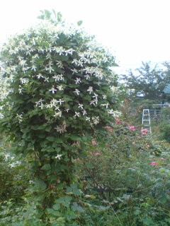 f:id:Nishimura_Rose_Garden:20080909221305j:image f:id:Nishimura_Rose_Garden:20080909221305j:image