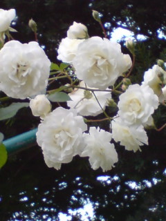 f:id:Nishimura_Rose_Garden:20080922202252j:image f:id:Nishimura_Rose_Garden:20080922202252j:image