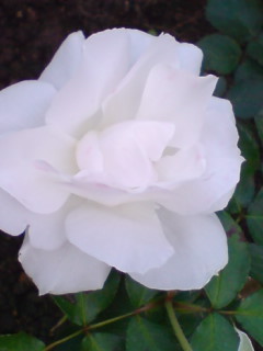 f:id:Nishimura_Rose_Garden:20081003191335j:image f:id:Nishimura_Rose_Garden:20081003191335j:image