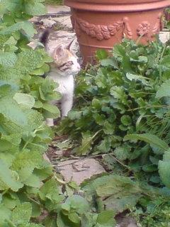 f:id:Nishimura_Rose_Garden:20081005123823j:image f:id:Nishimura_Rose_Garden:20081005123823j:image
