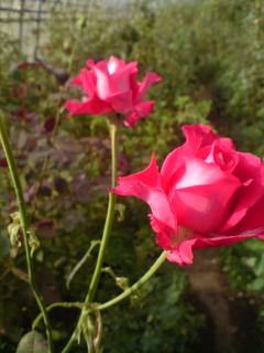 f:id:Nishimura_Rose_Garden:20081005123824j:image f:id:Nishimura_Rose_Garden:20081005123824j:image