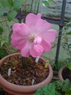 f:id:Nishimura_Rose_Garden:20081009201548j:image f:id:Nishimura_Rose_Garden:20081009201548j:image