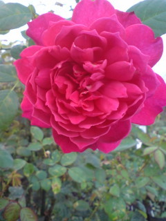 f:id:Nishimura_Rose_Garden:20081009201549j:image f:id:Nishimura_Rose_Garden:20081009201549j:image
