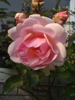 f:id:Nishimura_Rose_Garden:20081021191802j:image f:id:Nishimura_Rose_Garden:20081021191802j:image