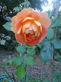 f:id:Nishimura_Rose_Garden:20081021191803j:image f:id:Nishimura_Rose_Garden:20081021191803j:image
