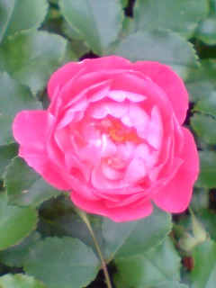 f:id:Nishimura_Rose_Garden:20081218090307j:image f:id:Nishimura_Rose_Garden:20081218090307j:image