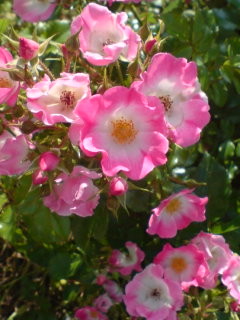 f:id:Nishimura_Rose_Garden:20090709091219j:image f:id:Nishimura_Rose_Garden:20090709091219j:image