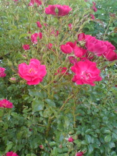 f:id:Nishimura_Rose_Garden:20090709091220j:image f:id:Nishimura_Rose_Garden:20090709091220j:image