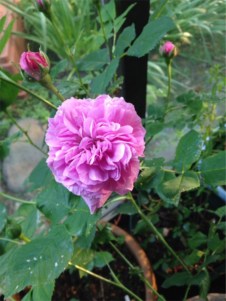 f:id:Nishimura_Rose_Garden:20160604075422j:image f:id:Nishimura_Rose_Garden:20160604075422j:image