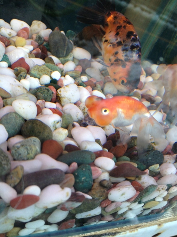 f:id:Noesis:20130115174511j:plain