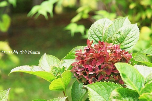 f:id:OIM:20151019223339j:plain f:id:OIM:20151019223339j:plain