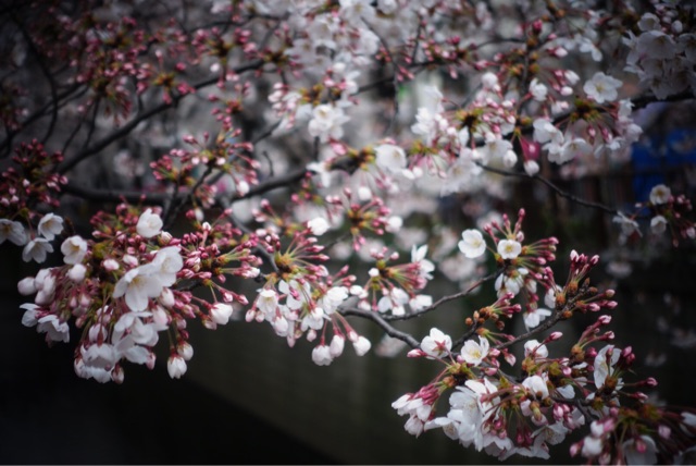 f:id:OQN:20150328205915j:plain f:id:OQN:20150328205915j:plain