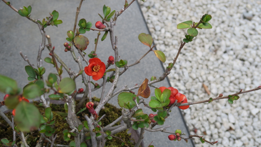 f:id:PNdesign-y:20160310230225j:plain