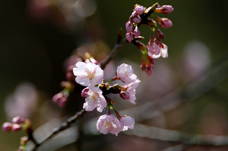 f:id:PageTAKA:20130322191823j:plain