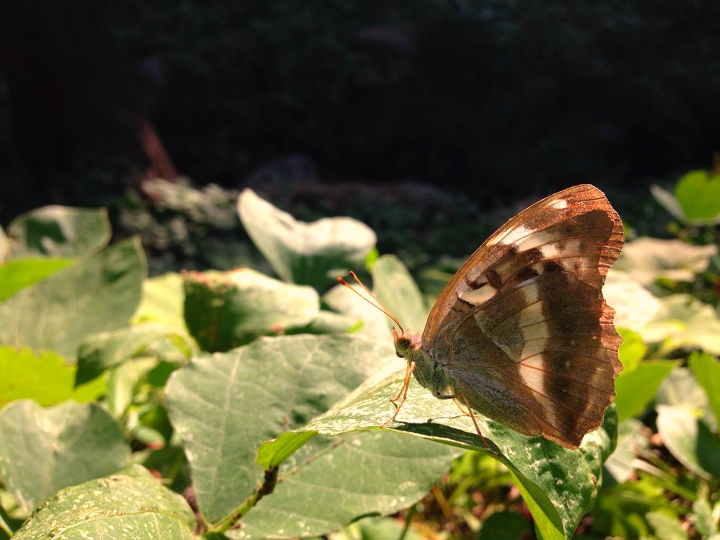 f:id:ParanticaSita:20150923003313j:plain f:id:ParanticaSita:20150923003313j:plain