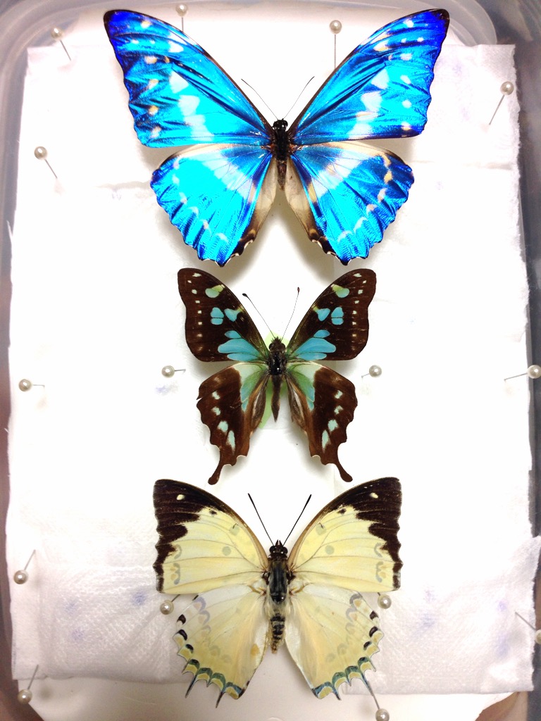 f:id:ParanticaSita:20150924164110j:plain f:id:ParanticaSita:20150924164110j:plain